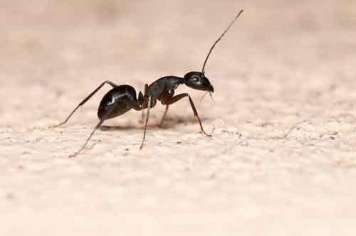 Pest Control Blog