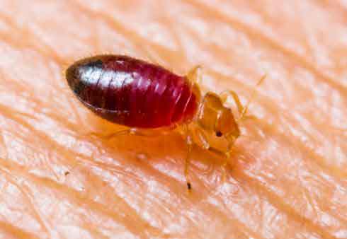 Bed Bug Prevention