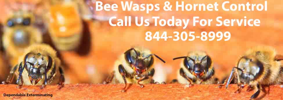 Bees Wasps Hornets