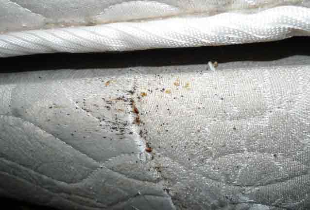 Bed Bug Infested Mattress