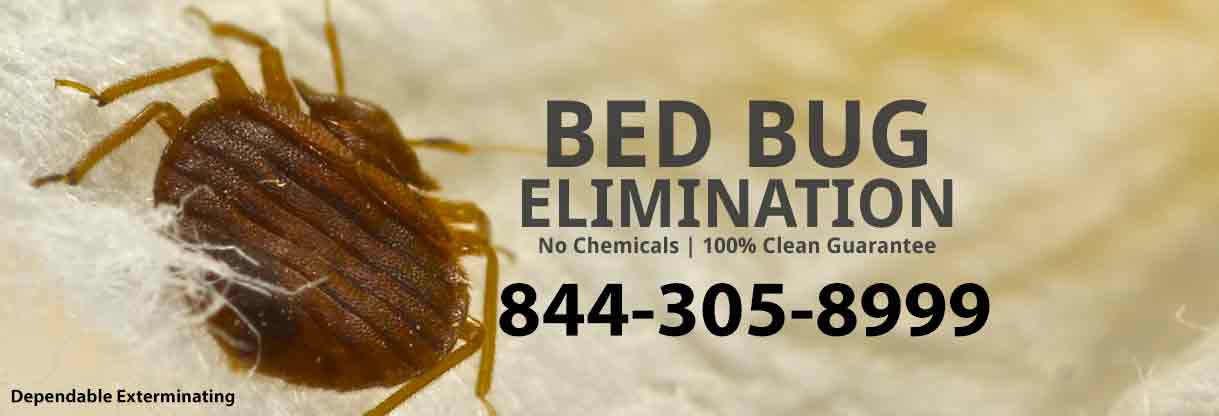 Bedbug Exterminator