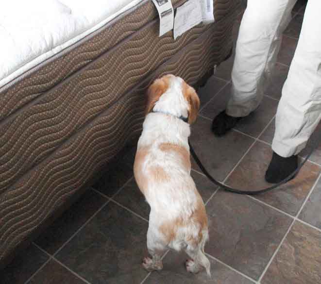 K9 Bed Bug Inspection