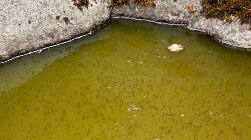 Mosquito Larvicide Pellets In Standing Water