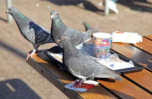 Nuisance Pigeons