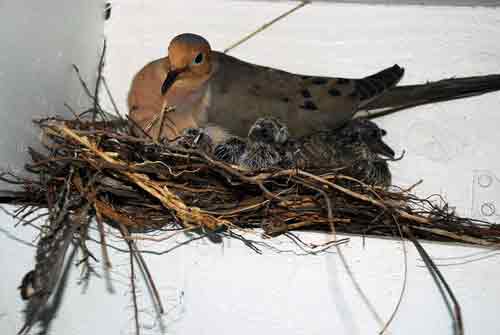 Pigeon Nest Removal