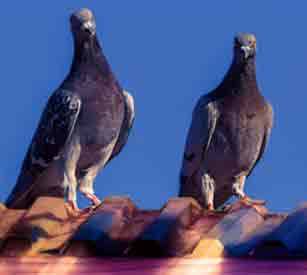 Pigeons On Roof