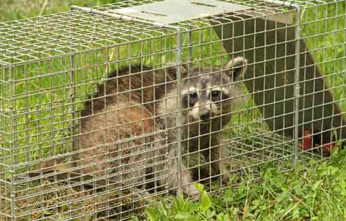 Raccoon In Trap