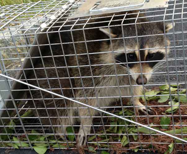 Raccoon Trapping