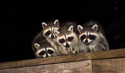 Raccoons In Attic