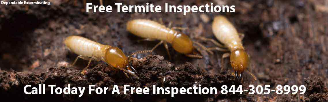 Termite Inspector