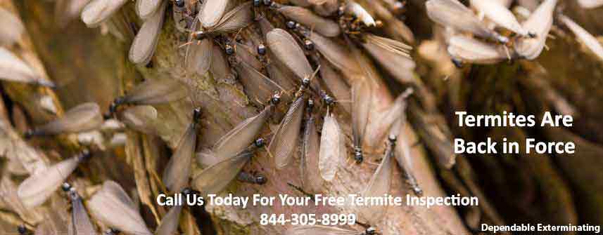 Termite Treatments