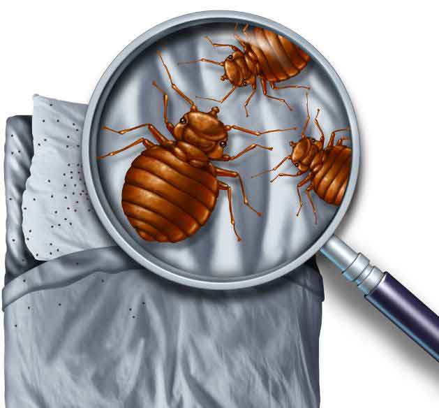 Visual Bed Bug Inspection