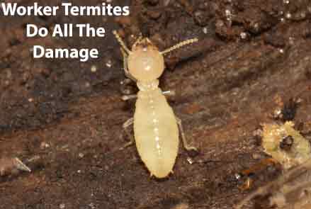 Worker Termite
