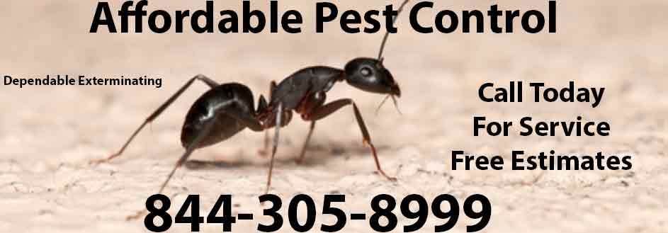 Affordable Pest Control