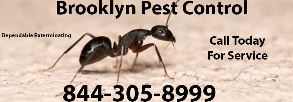 Brooklyn Pest Control