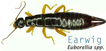 Earwig