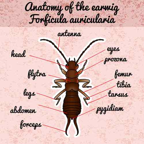 Earwig Anatomy