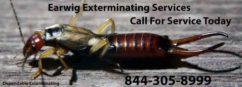 Earwig Control