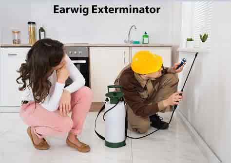 Earwig Exterminator