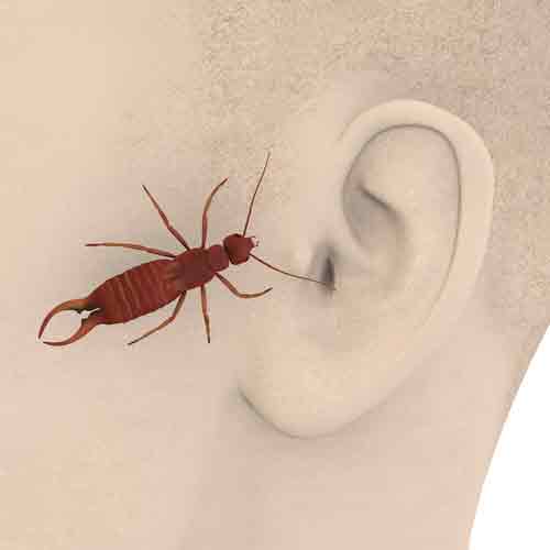 Earwig Superstitions