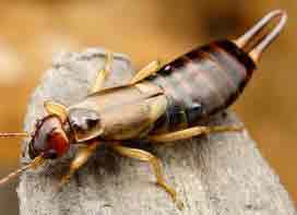 Earwigs