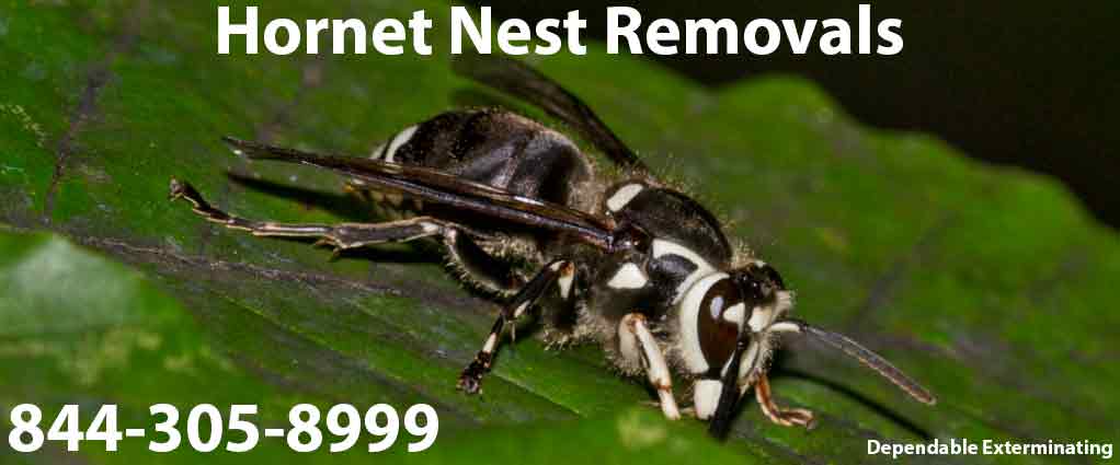 Hornet Nest Removal