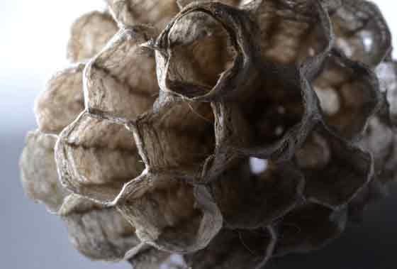 Inside View Of Wasp Nest