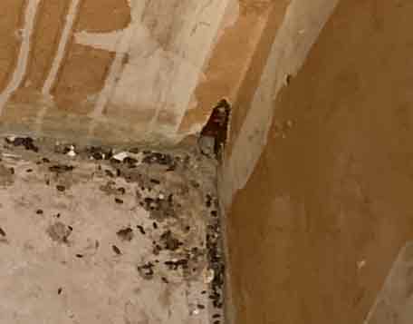 Mice Hole In Wall