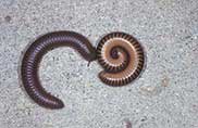 Millipede