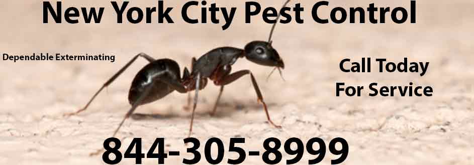 New York City Pest Control