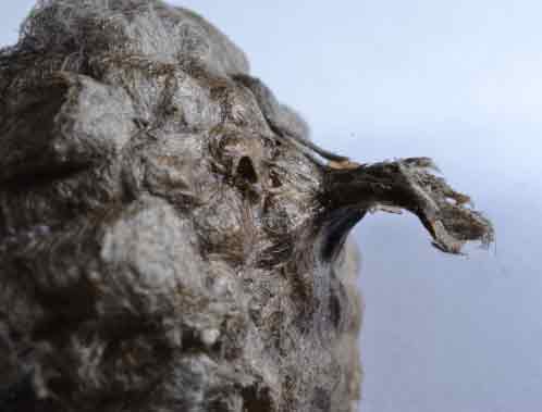 Outside View Of Wasp Nest
