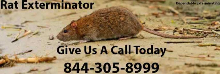 Rat Exterminator | Rat Control | Rat Killer | Rats | Rodents