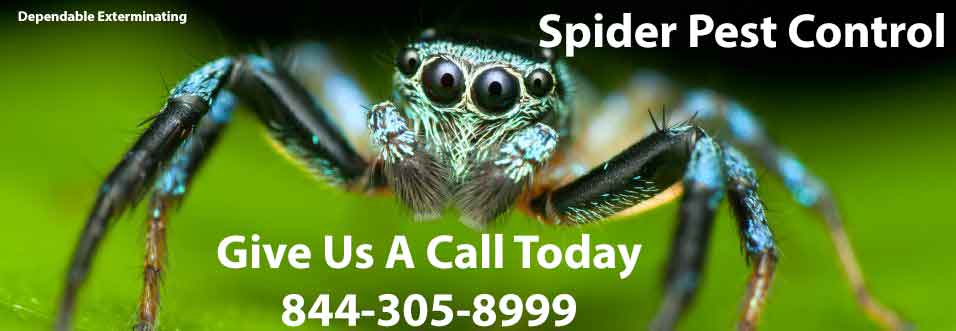 Are jumping spiders dangerous? - Rove Pest COntrol