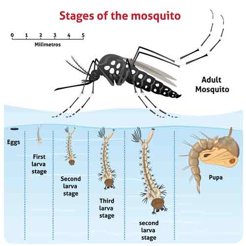 Stages Of The Mosquito