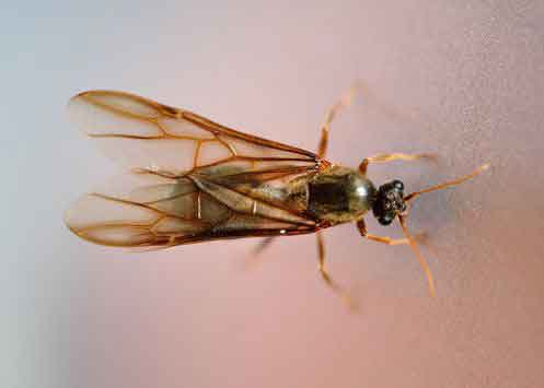 Swarmer Termite