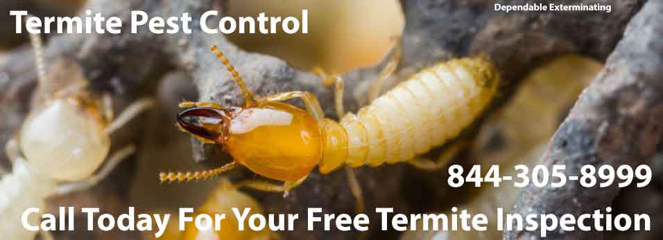 Termite Control