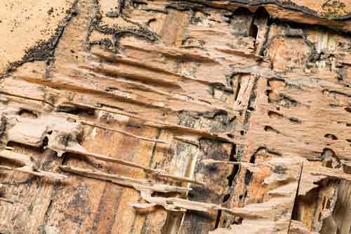 Termite Damaged Wood