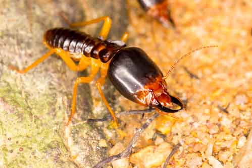 Termite Soldier