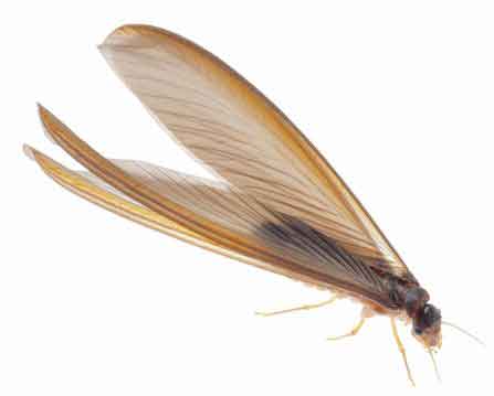 Termite Swarmer