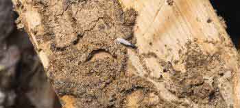 Termite Wood Damage