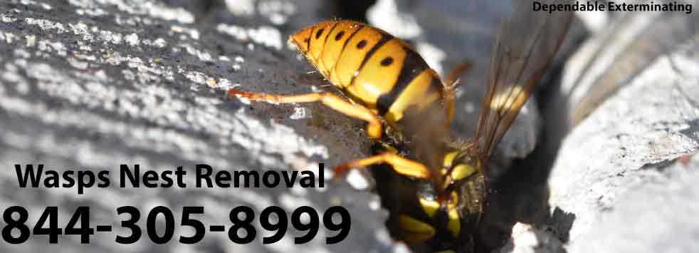Wasps Nest Removal