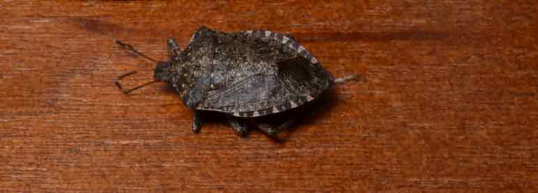 Brown Marmorated Stink Bug