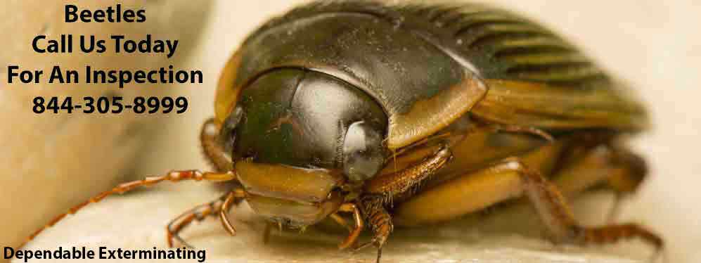 Are You Dealing With A Carpet Beetle Infestation In Tucson?