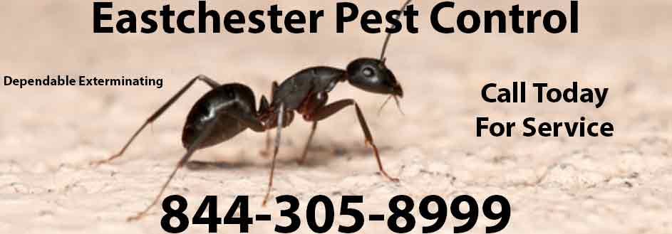 Eastchester Pest Control