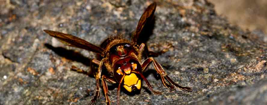 European Hornet