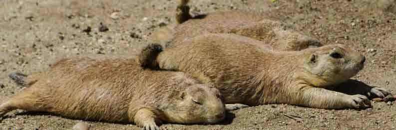 Groundhogs