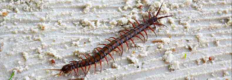 House Centipede