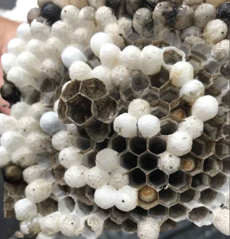 Inside Of Hornet Nest Honeycomb
