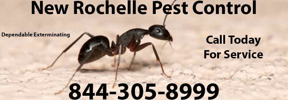 New Rochelle Pest Control