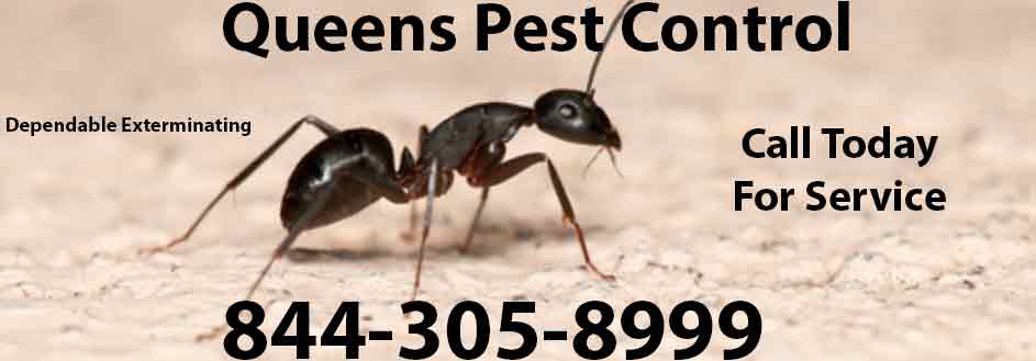 Queens Pest Control